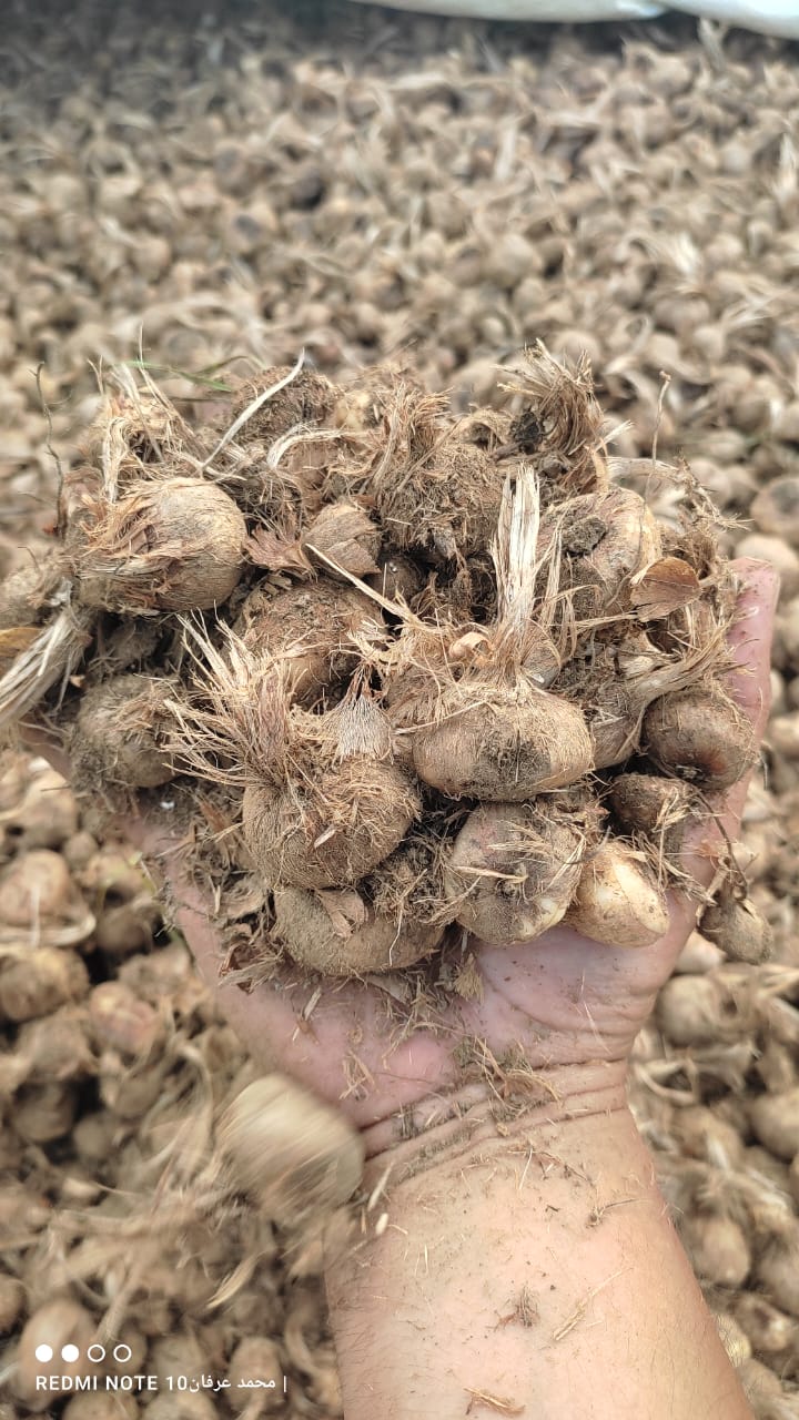 Kashmiri Saffron Farm 10